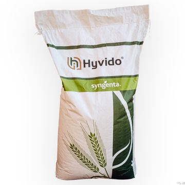 Z. SY Kingston Hybridgerste